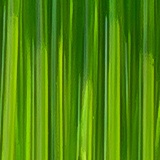 Light Green Transparent